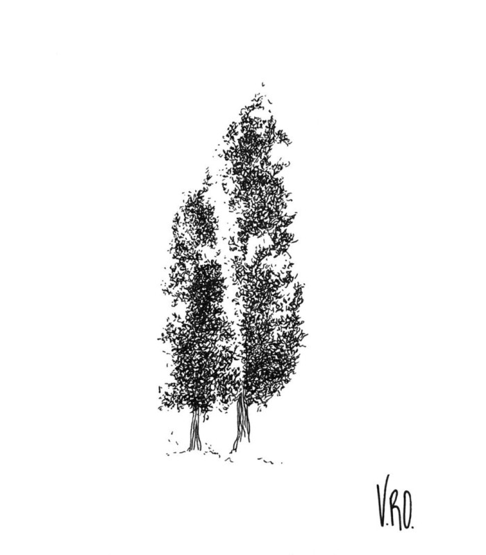 Carte dessin cyprès