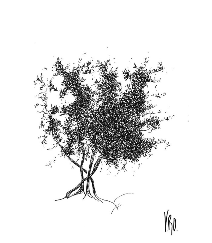 carte dessin olivier